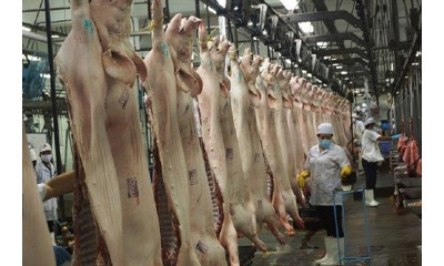 Giá lợn hơi tăng lên 34.000 đồng/kg, nông dân khấp khởi hi vọng vụ Tết